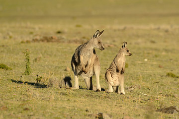 Forester (Eastern grey) Kangaroo, Macropus giganteus, Jumping, Tasmania, Australia, Sea level