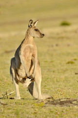 Forester (Eastern grey) Kangaroo, Macropus giganteus, Jumping, Tasmania, Australia, Sea level