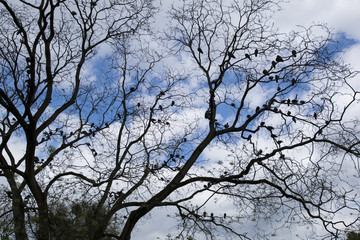 cool green tree branches with birds on it with sky background