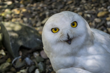 Fototapeta premium snow owl with cool eyes
