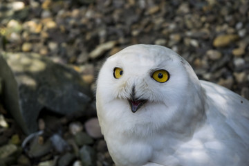 Obraz premium snow owl with cool eyes