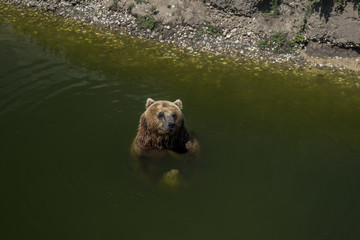 Fototapeta premium Bear in water resting and playing