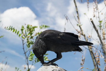 crow sitting on a stone