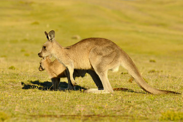 Forester (Eastern grey) Kangaroo, Macropus giganteus, Jumping, Tasmania, Australia, Sea level