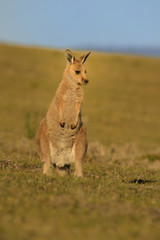 Forester (Eastern grey) Kangaroo, Macropus giganteus, Jumping, Tasmania, Australia, Sea level