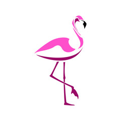 Flamingo illustration