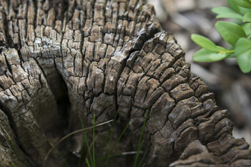 Tree wood nostalgic cracks background beautiful original