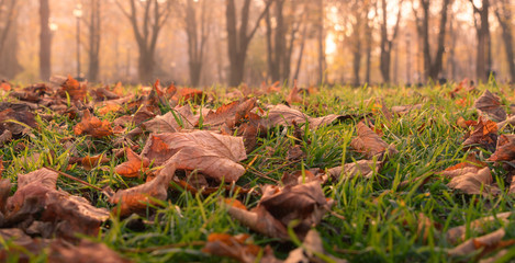 Autumn fallen leafs with forest in the background