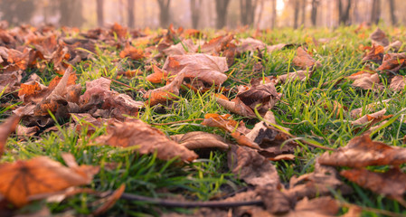 Autumn fallen leafs with forest in the background