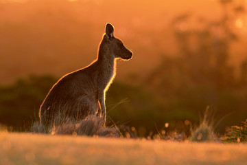 Forester Eastern Grey Kangaroo Macropus