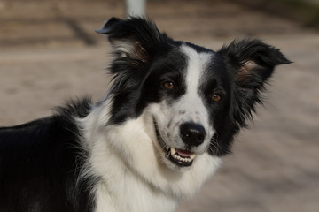Border Collie