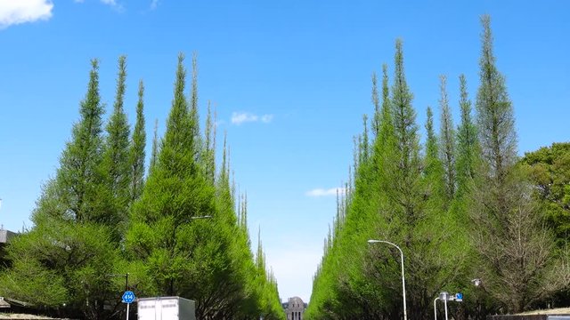 東京風景　春　神宮外苑いちょう並木