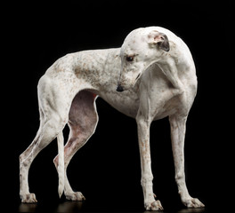 Greyhound Dog  Isolated  on Black Background in studio