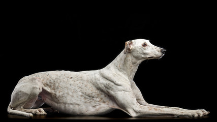 Greyhound Dog  Isolated  on Black Background in studio
