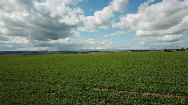 Green wheat field, view aerial