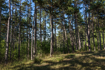 Forest