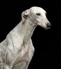 Fototapeta premium Greyhound Dog Isolated on Black Background in studio