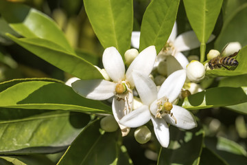 Obraz premium Orange, tangerine tree flower