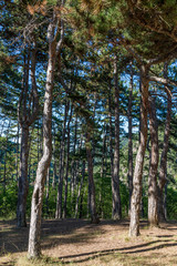 Fototapeta premium Forest