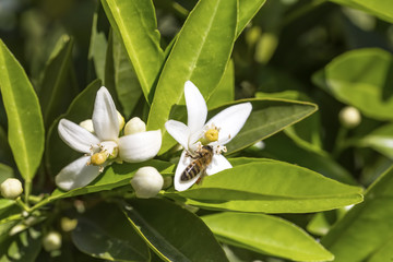 Orange, tangerine tree flower