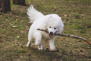 Beautiful dog Samoyed in the park, in the forest