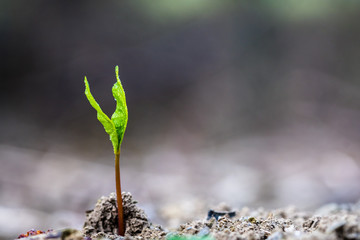 A tiny green plant growing up from earth