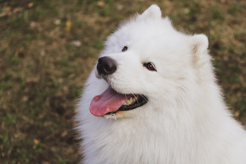Obraz premium Beautiful dog Samoyed in the park, in the forest