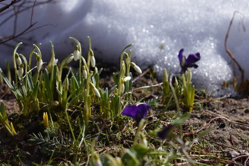 Fototapeta na wymiar The first spring flowers gentle fragrant snowdrops grow under the snow