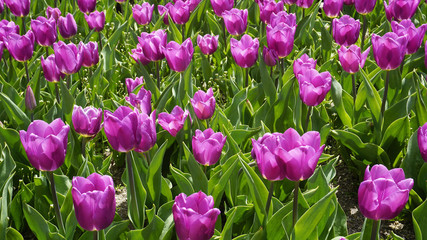 Field of Tulips Blue Amiable closeup 3.jpg