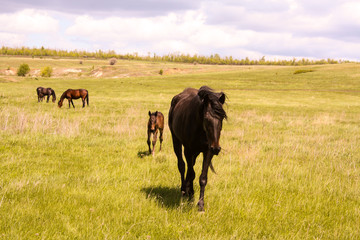 A horse with a foal in a meadow.