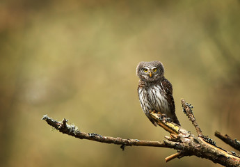Eurasian pygmy owl (Glaucidium passerinum)