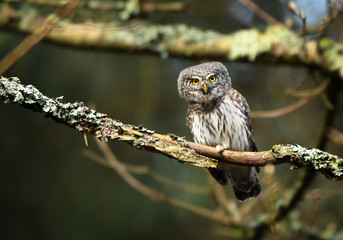 Eurasian pygmy owl (Glaucidium passerinum)