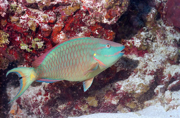 Obraz na płótnie Canvas Caribbean Parrotfish