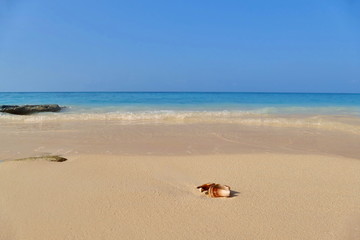 Remains of seashell on sandy tropical beach, summer holidays concept