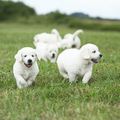 Beautiful group of golden retriever puppies running © Zuzana Tillerova
