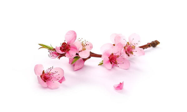 Spring flowers isolated on white, with clipping path