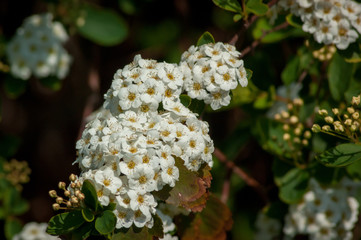 Cluster of Spiraea Flowers