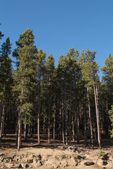 Tall Trees at the edge of the forest