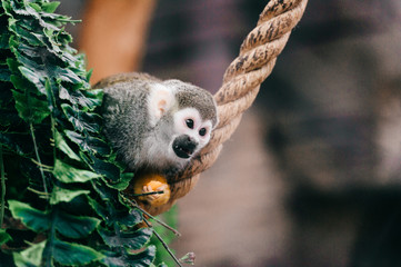 Fototapeta premium Funny little mokeys subspecies in european zoo. Primates playing and fooling with rope and food outdoor at nature. Ape portrait. Wild mammal animal face expressions. Emotional muzzle. African fauna