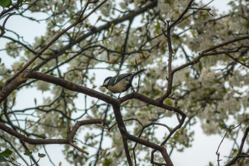 Great Tit in Tree