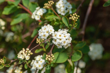 Focus on Small Group of Spiraea Flowers