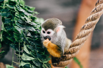Funny little mokeys subspecies in european zoo.  Primates playing and fooling with rope and food outdoor at nature. Ape portrait.  Wild mammal animal face expressions. Emotional muzzle.  African fauna