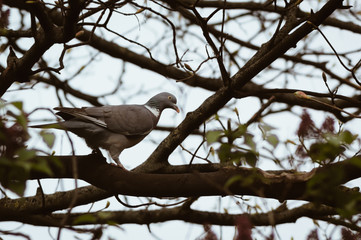 Wood Pigeon in Tree Branches