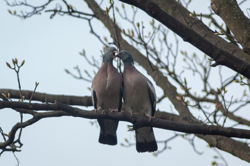 Fototapeta premium Young Wood Pigeon Feeding With Eyes Closed