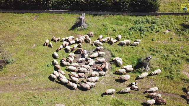 sheep flock grazing in a green field - aerial view from 4k drone