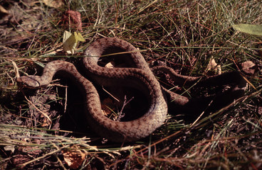 couleuvre coronelle