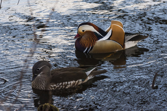 Schwimmende Mandarinente, zwei Mandarin Enten auf dem Wasser, p&auml;rchen