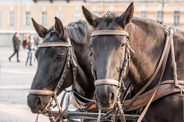 Two dark heads of a horse close-up, in a harness.