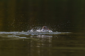 ptak wodny, nurogęś, zielonobrązowe rozmyte tło