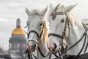 Two heads of white horses with a mane in a harness in Saint-Petersburg against the backdrop of St. Isaac's Cathedral.